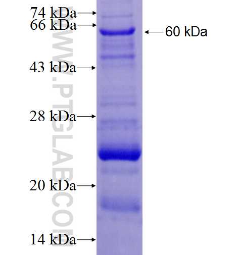 SNAPC1 fusion protein Ag1812 SDS-PAGE