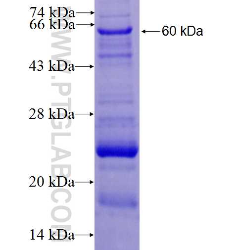 SNAPC1 fusion protein Ag1812 SDS-PAGE