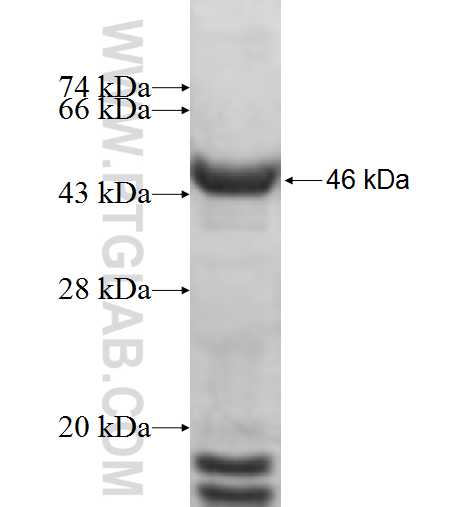 SNAPC2 fusion protein Ag9689 SDS-PAGE