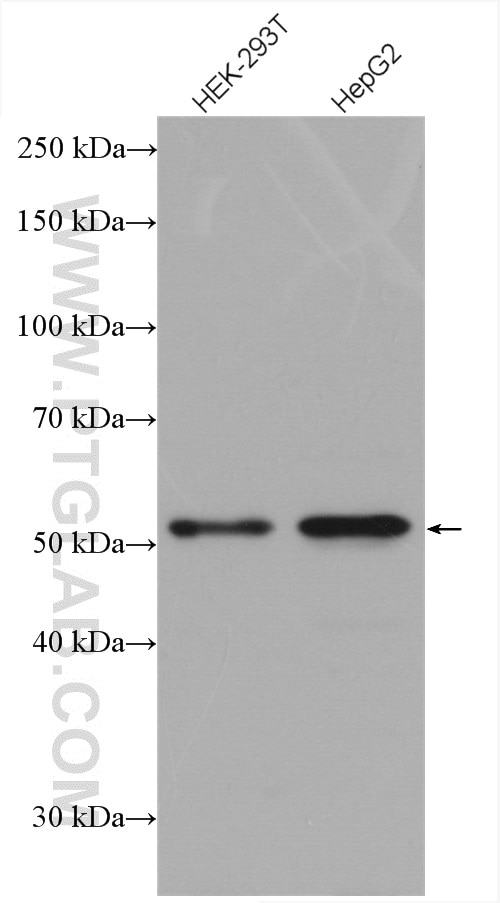 Western Blot (WB) analysis of various lysates using SNAPC3 Polyclonal antibody (27062-1-AP)