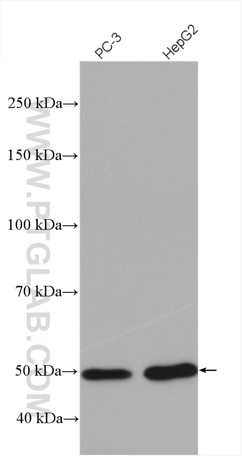 Western Blot (WB) analysis of various lysates using SNAPC3 Polyclonal antibody (27062-1-AP)