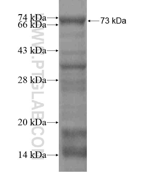 SNAPC3 fusion protein Ag19851 SDS-PAGE