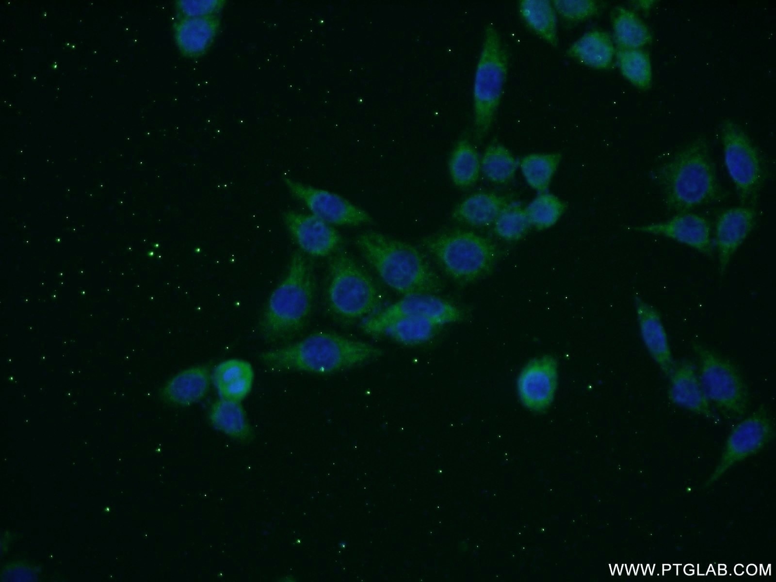 Immunofluorescence (IF) / fluorescent staining of HeLa cells using SNAPC5 Polyclonal antibody (17272-1-AP)