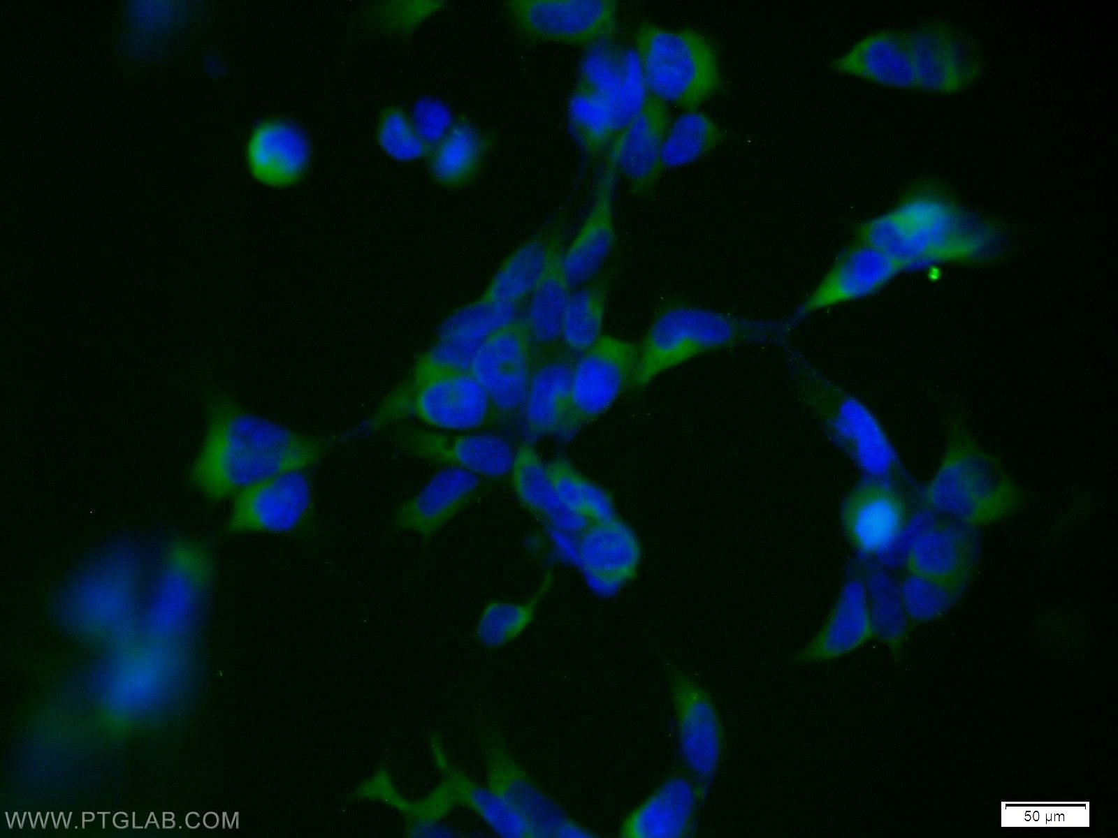 Immunofluorescence (IF) / fluorescent staining of HepG2 cells using SNAPIN Polyclonal antibody (10055-1-AP)