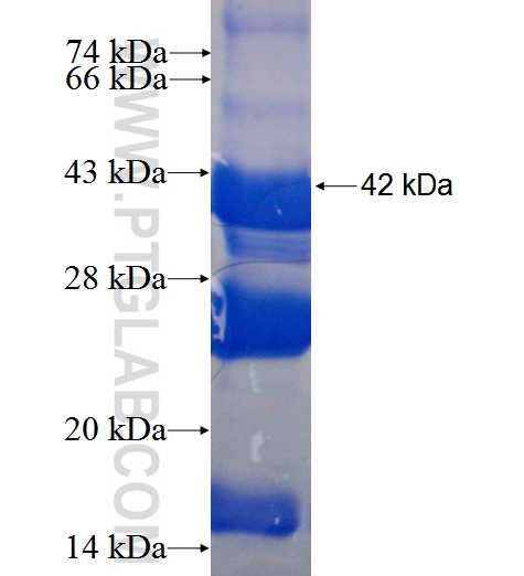 SNAPIN fusion protein Ag0101 SDS-PAGE