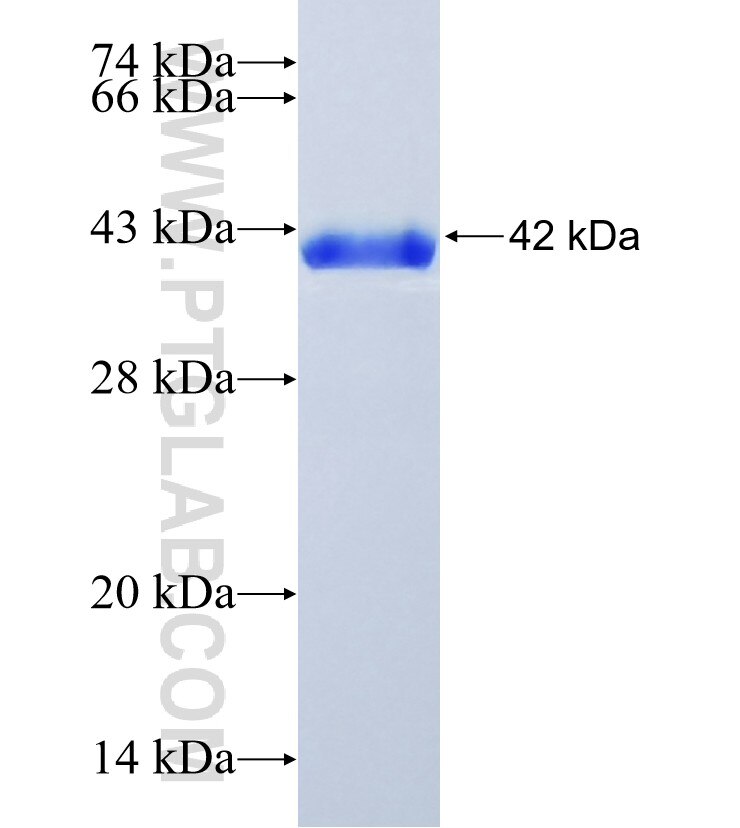 SNAPIN fusion protein Ag0101 SDS-PAGE