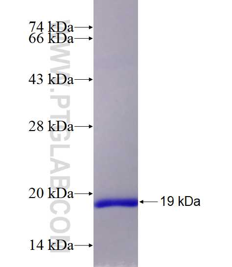 SNAPIN fusion protein Ag5978 SDS-PAGE
