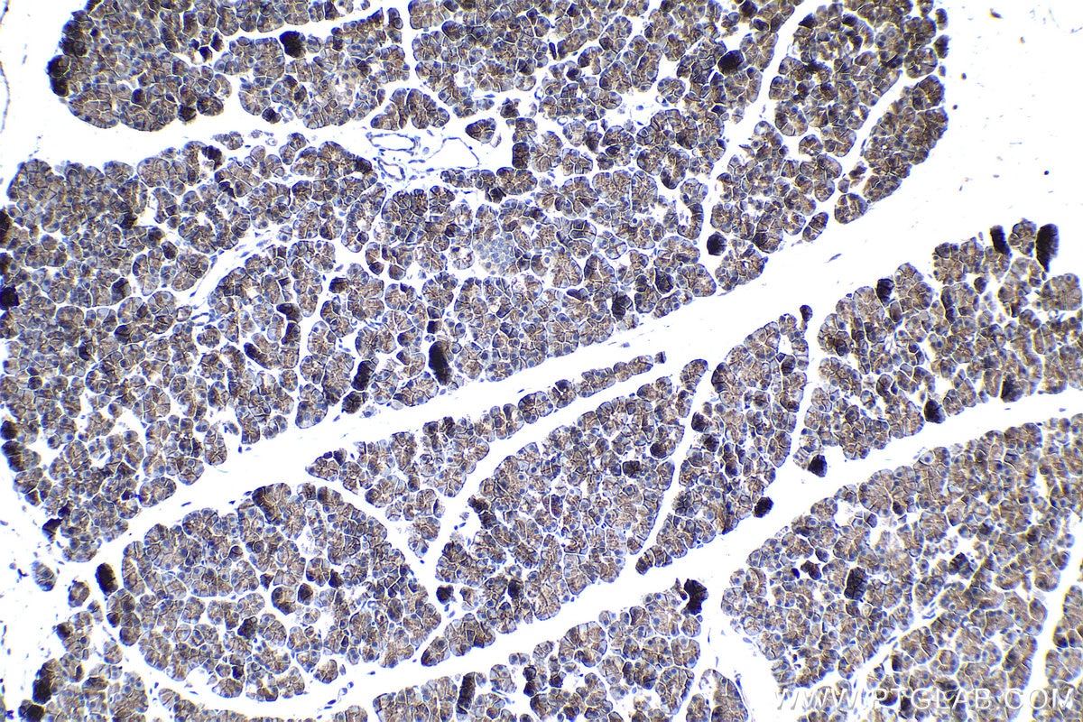 Immunohistochemistry (IHC) staining of rat pancreas tissue using SNAT2 Polyclonal antibody (25928-1-AP)