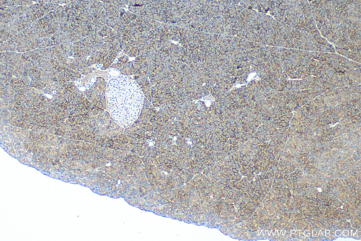 Immunohistochemistry (IHC) staining of mouse pancreas tissue using SNAT2 Polyclonal antibody (25928-1-AP)