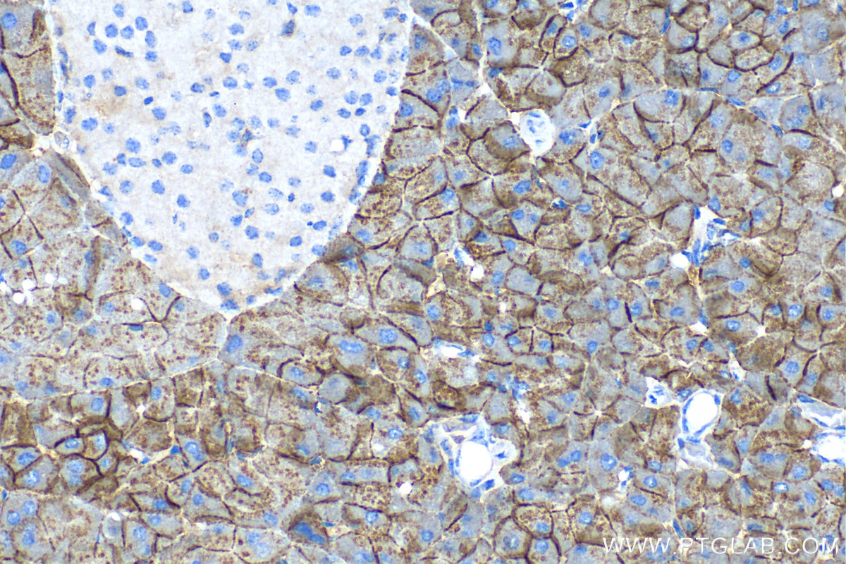 Immunohistochemistry (IHC) staining of mouse pancreas tissue using SNAT2 Polyclonal antibody (25928-1-AP)