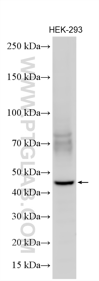 WB analysis using 25928-1-AP (same clone as 25928-1-PBS) Western Blot (WB) analysis of various lysates using SNAT2 Polyclonal antibody (25928-1-AP)
