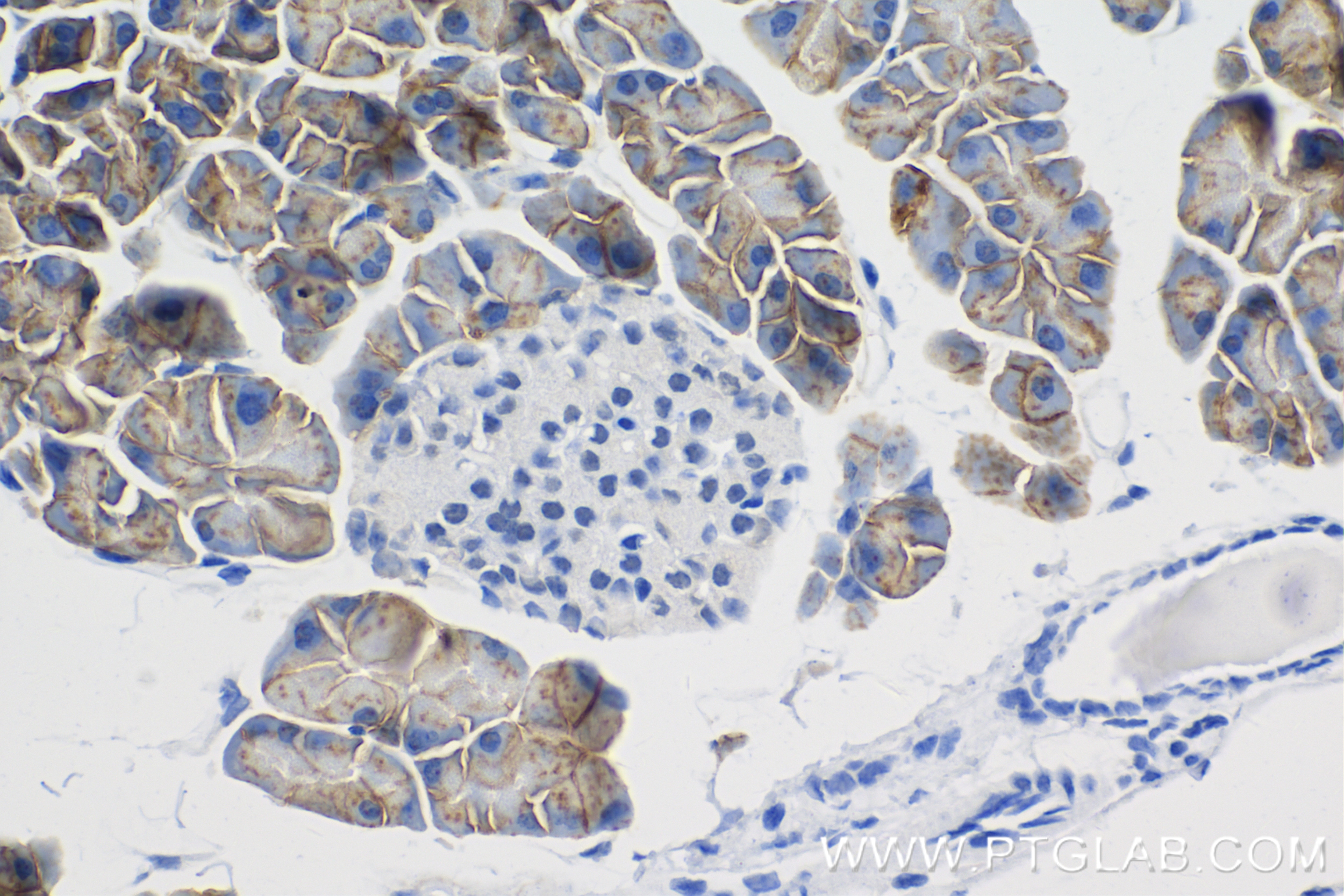 Immunohistochemistry (IHC) staining of mouse pancreas tissue using SNAT2 Recombinant antibody (83968-5-RR)