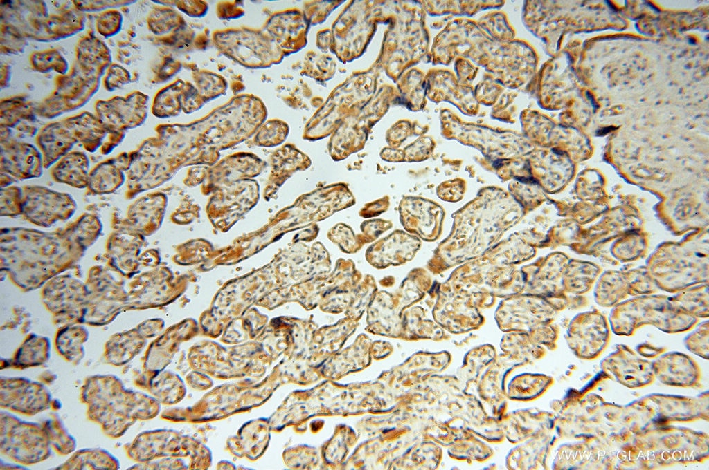 Immunohistochemistry (IHC) staining of human placenta tissue using Alpha Synuclein Polyclonal antibody (10842-1-AP)