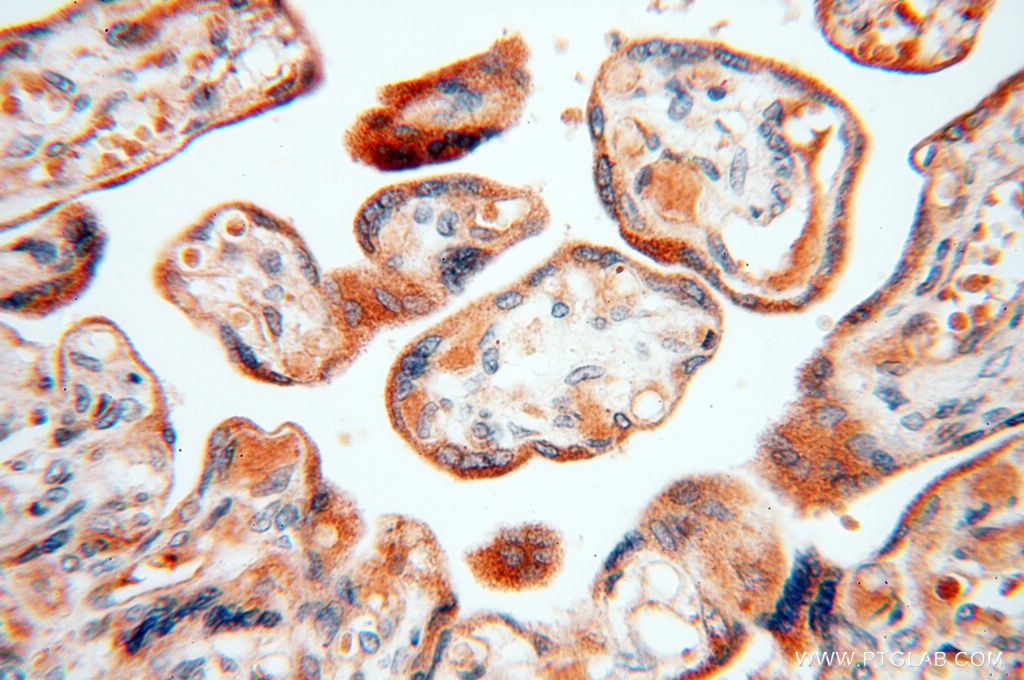 Immunohistochemistry (IHC) staining of human placenta tissue using Alpha Synuclein Polyclonal antibody (10842-1-AP)