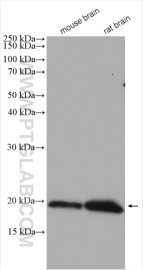 Western Blot (WB) analysis of various lysates using Alpha Synuclein Polyclonal antibody (10842-1-AP)