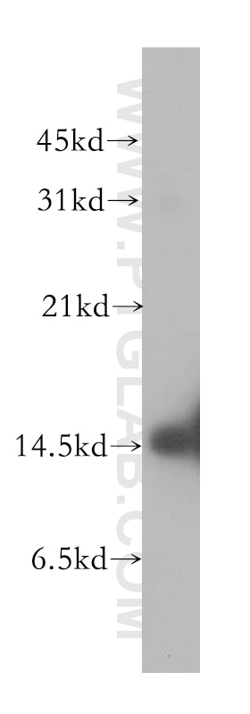 Western Blot (WB) analysis of human brain tissue using Alpha Synuclein Polyclonal antibody (10842-1-AP)