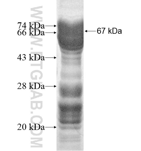 SNCAIP fusion protein Ag12147 SDS-PAGE