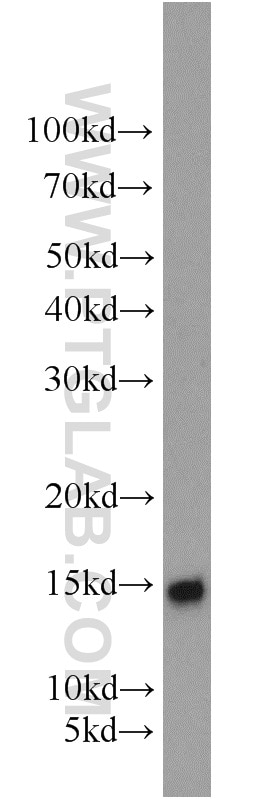 Western Blot (WB) analysis of mouse brain tissue using SNCB Polyclonal antibody (10498-1-AP)