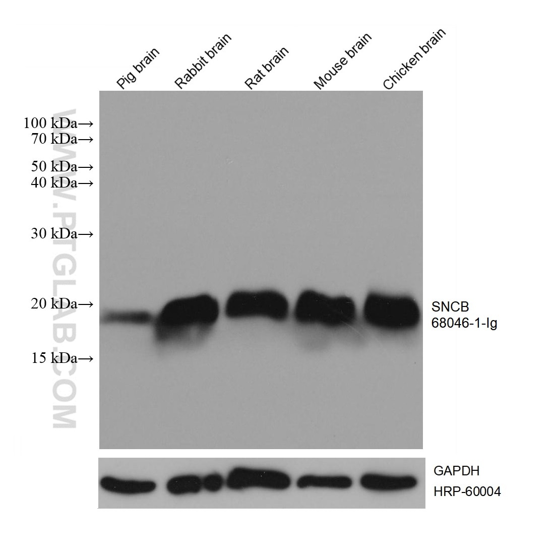 Western Blot (WB) analysis of various lysates using SNCB Monoclonal antibody (68046-1-Ig)