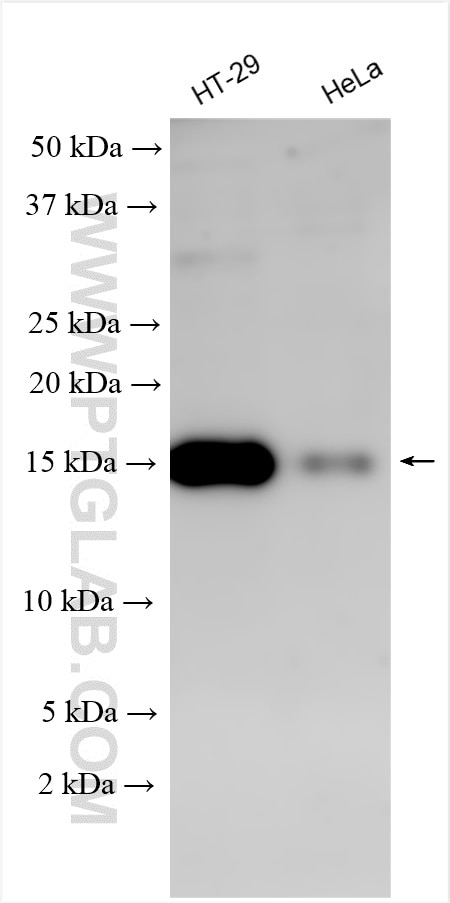 Western Blot (WB) analysis of various lysates using SNCG Polyclonal antibody (16398-1-AP)