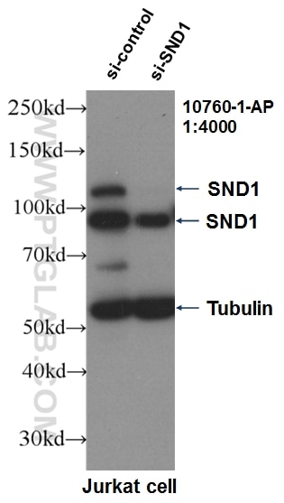 Western Blot (WB) analysis of Jurkat cells using SND1 Polyclonal antibody (10760-1-AP)