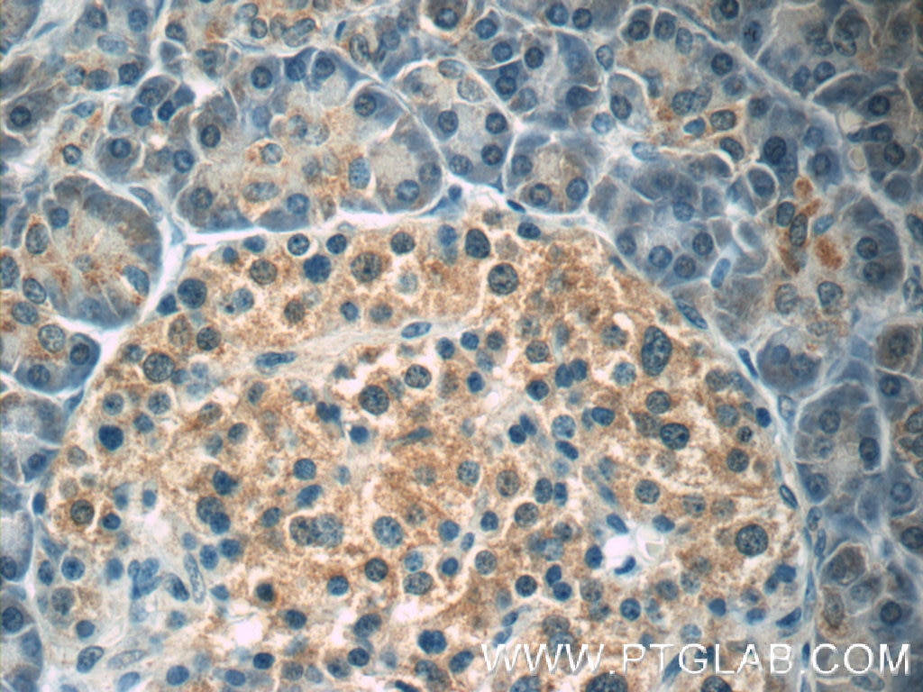 Immunohistochemistry (IHC) staining of human pancreas tissue using SND1 Monoclonal antibody (60265-1-Ig)