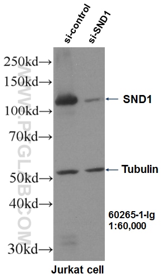 Western Blot (WB) analysis of Jurkat cells using SND1 Monoclonal antibody (60265-1-Ig)