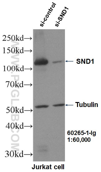 WB analysis of Jurkat using 60265-1-Ig