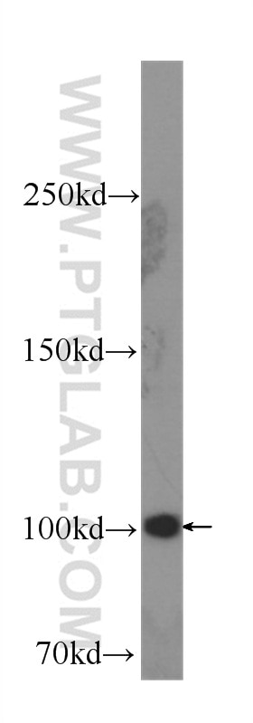 Western Blot (WB) analysis of HeLa cells using SND1 Monoclonal antibody (60265-1-Ig)
