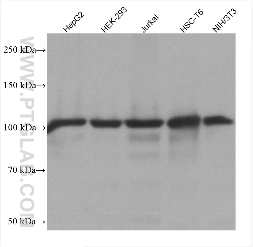 Western Blot (WB) analysis of various lysates using SND1 Monoclonal antibody (60265-1-Ig)