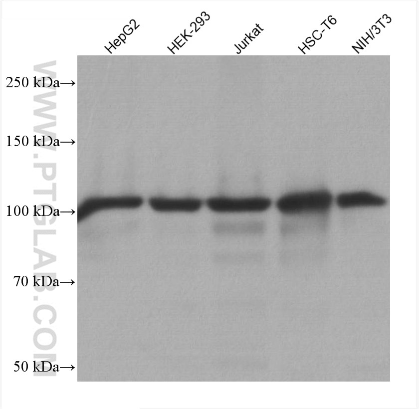 WB analysis using 60265-1-Ig