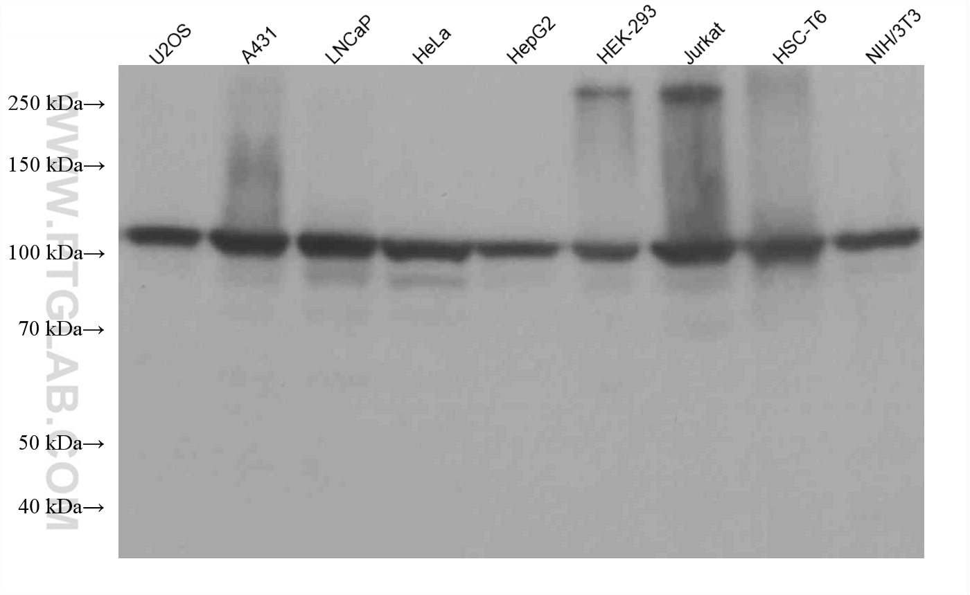 Western Blot (WB) analysis of various lysates using SND1 Monoclonal antibody (60265-1-Ig)