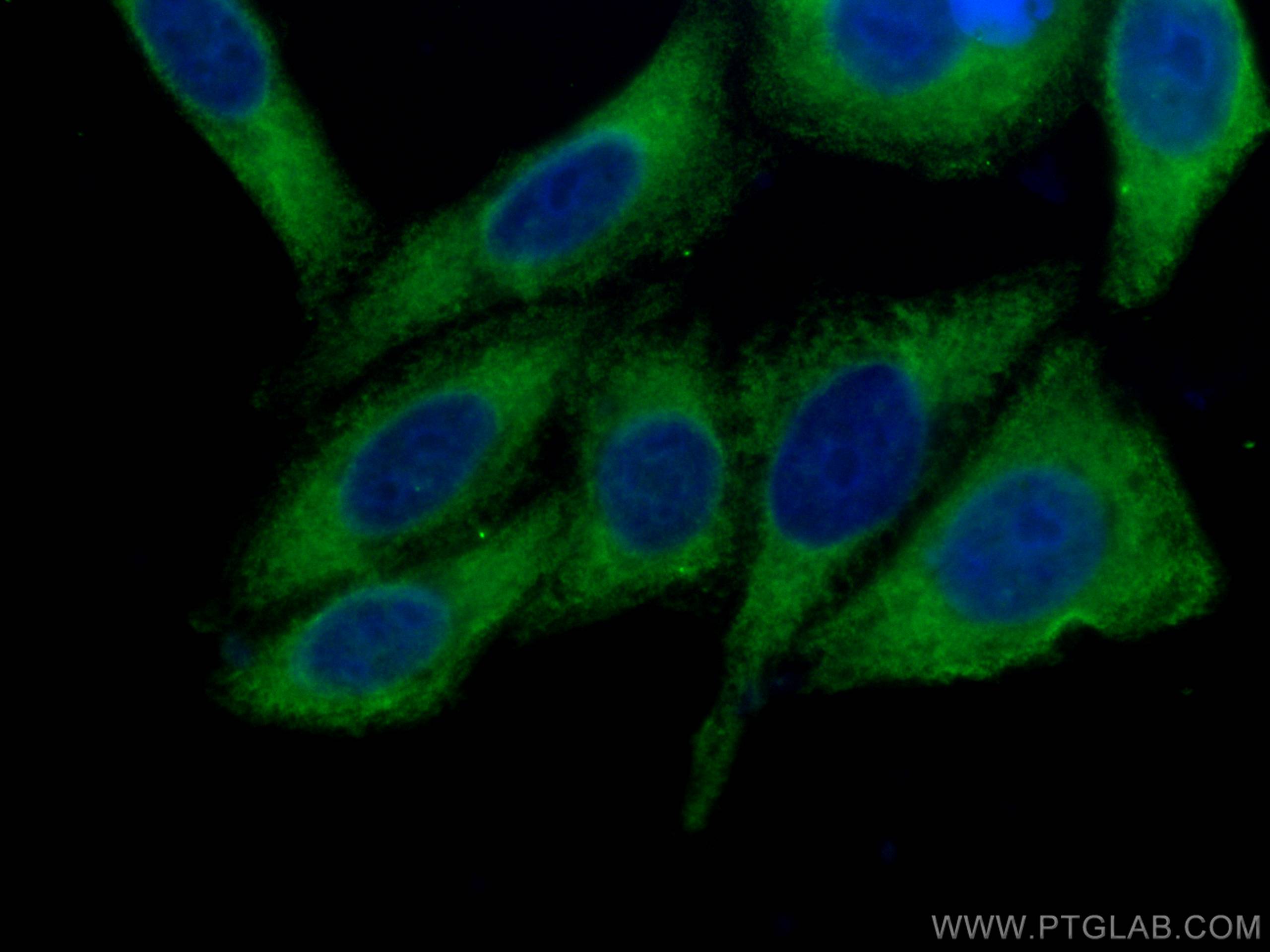 Immunofluorescence (IF) / fluorescent staining of HepG2 cells using CoraLite® Plus 488-conjugated SND1 Monoclonal anti (CL488-60265)