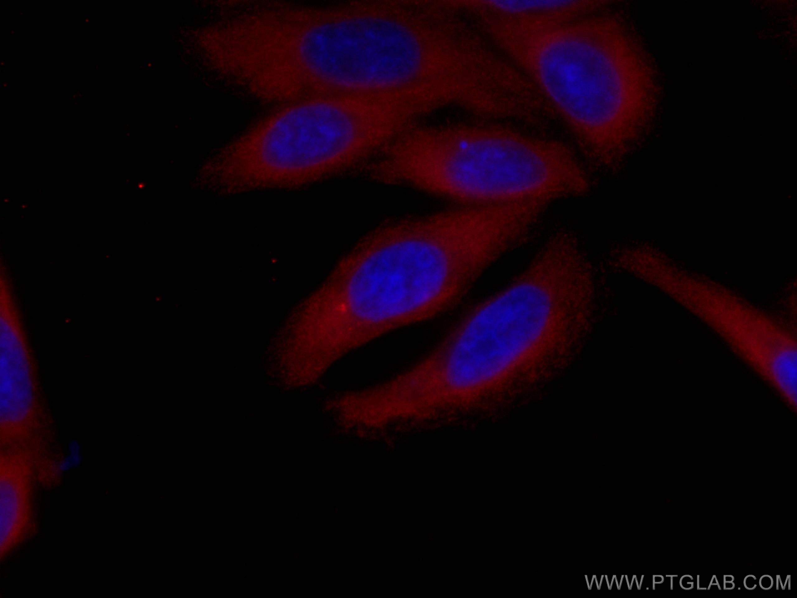IF Staining of HepG2 using CL594-60265