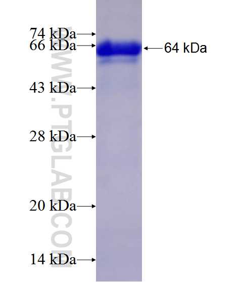 SND1 fusion protein Ag1200 SDS-PAGE