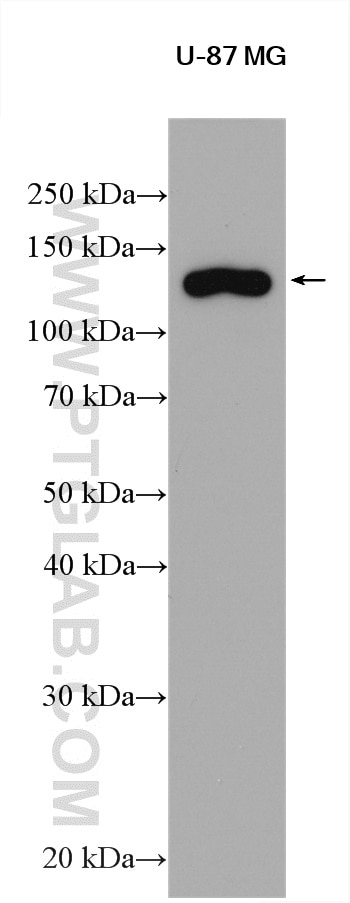 Western Blot (WB) analysis of various lysates using SNF2L Polyclonal antibody (29461-1-AP)