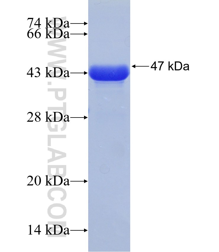 SNF2L fusion protein Ag30657 SDS-PAGE