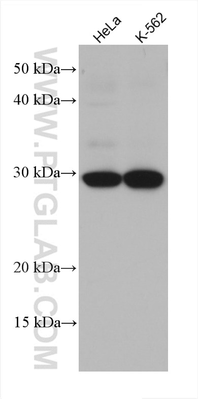 Western Blot (WB) analysis of various lysates using SNF8 Monoclonal antibody (67696-1-Ig)