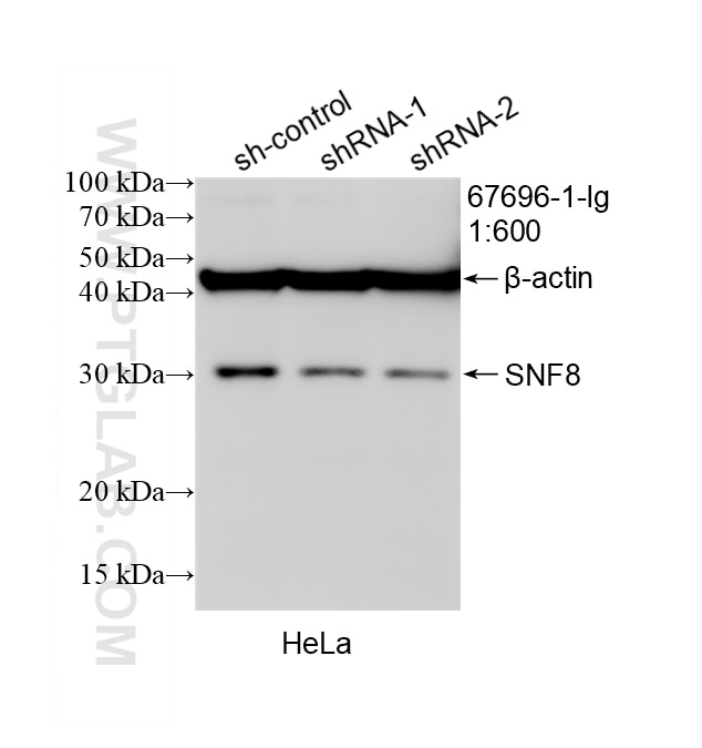 Western Blot (WB) analysis of HeLa cells using SNF8 Monoclonal antibody (67696-1-Ig)