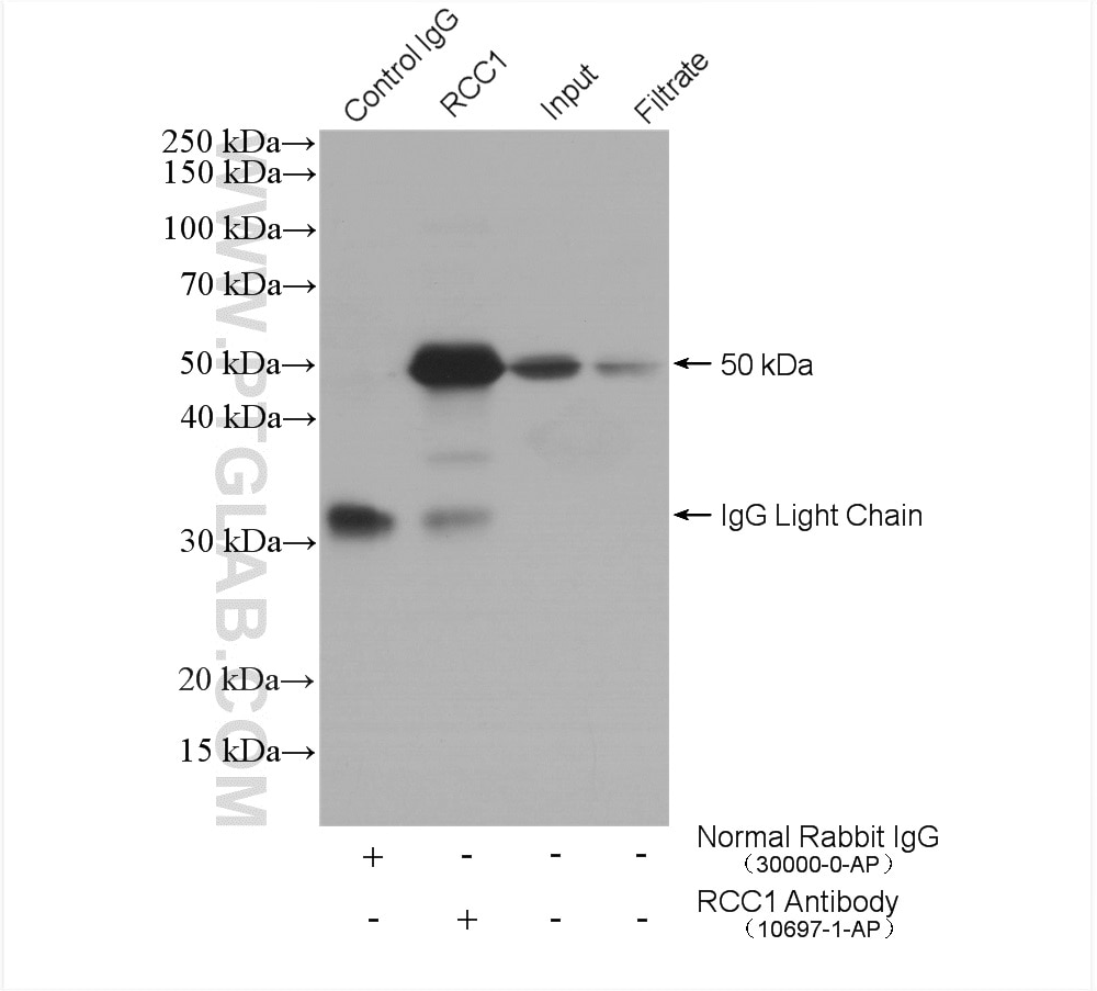 Immunoprecipitation (IP) experiment of HeLa cells using RCC1 Polyclonal antibody (10697-1-AP)