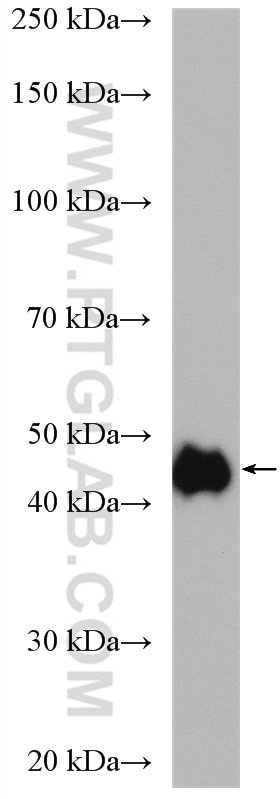 Western Blot (WB) analysis of SGC-7901 cells using RCC1 Polyclonal antibody (10697-1-AP)