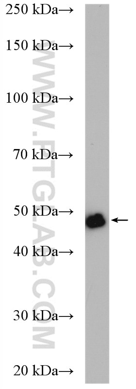 Western Blot (WB) analysis of HeLa cells using RCC1 Polyclonal antibody (10697-1-AP)