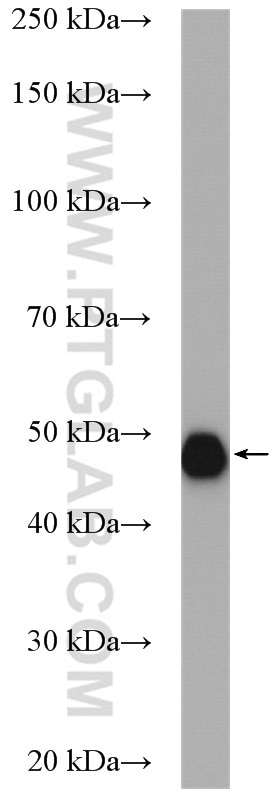 Western Blot (WB) analysis of SGC-7901 cells using RCC1 Polyclonal antibody (10697-1-AP)