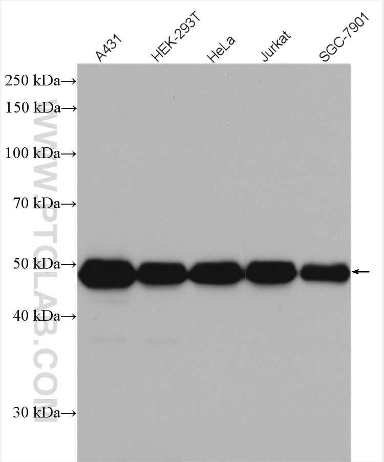 Western Blot (WB) analysis of various lysates using RCC1 Polyclonal antibody (10697-1-AP)