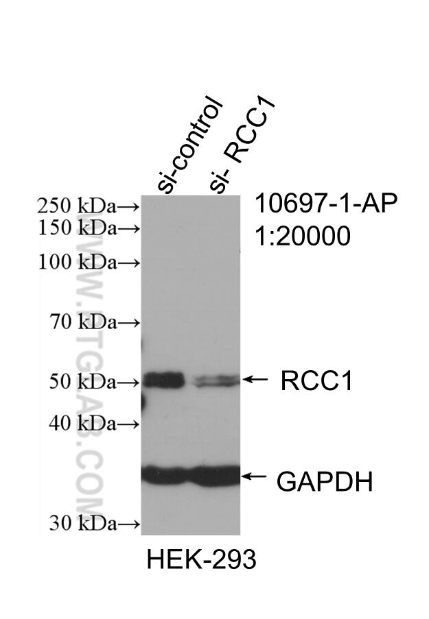 Western Blot (WB) analysis of HEK-293 cells using RCC1 Polyclonal antibody (10697-1-AP)