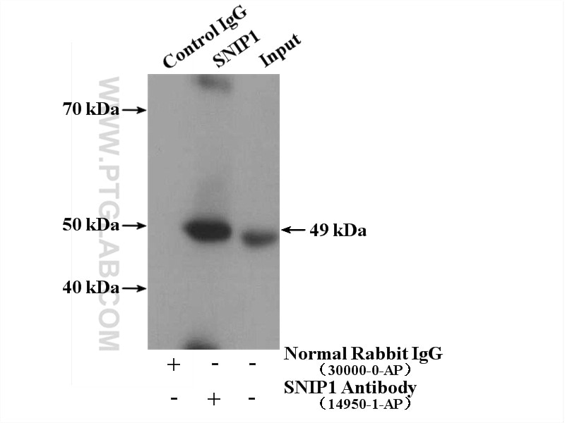 Immunoprecipitation (IP) experiment of HeLa cells using SNIP1 Polyclonal antibody (14950-1-AP)