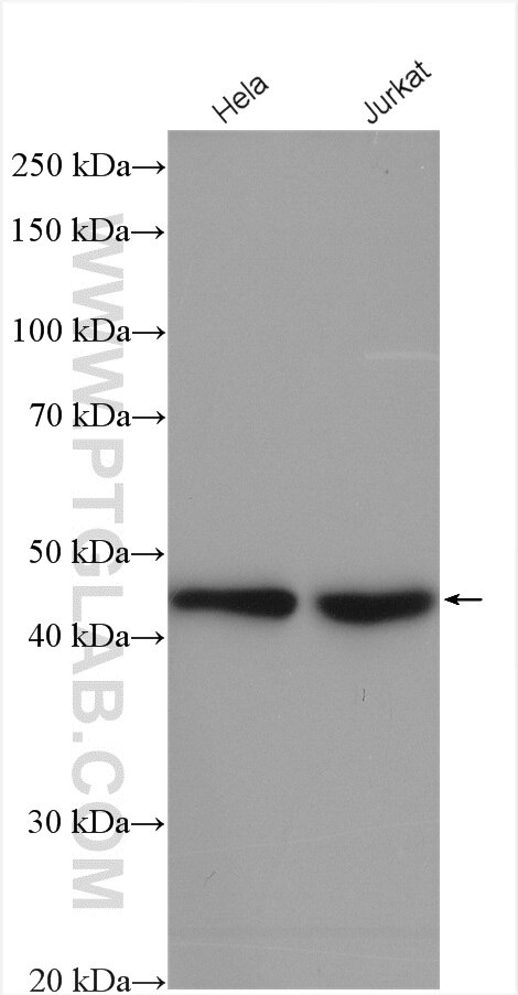 Western Blot (WB) analysis of various lysates using SNIP1 Polyclonal antibody (14950-1-AP)