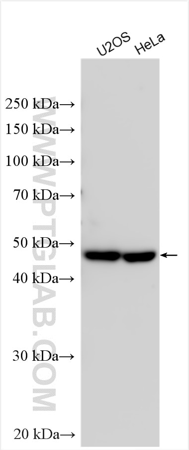 Western Blot (WB) analysis of various lysates using SNIP1 Polyclonal antibody (14950-1-AP)