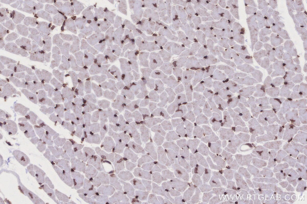 IHC staining of mouse heart using 82962-1-RR Immunohistochemistry (IHC) staining of mouse heart tissue using SNIP1 Recombinant monoclonal antibody (82962-1-RR)
