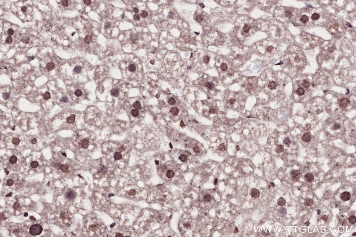 IHC staining of mouse liver using 82962-1-RR Immunohistochemistry (IHC) staining of mouse liver tissue using SNIP1 Recombinant monoclonal antibody (82962-1-RR)